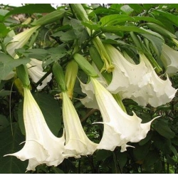 Brugmansia suaveolens 'white'